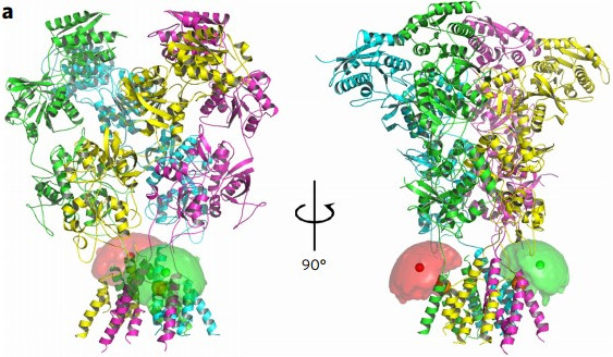 The structure–energy landscape of NMDA receptor gating
