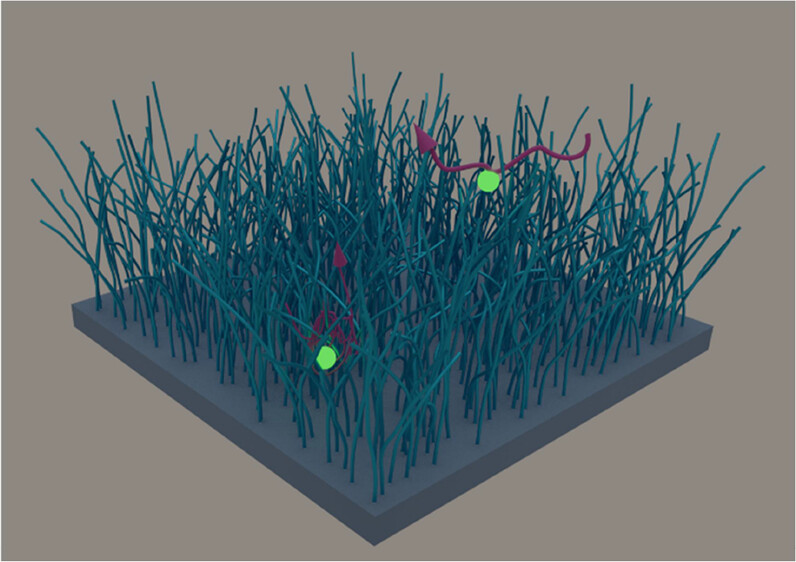 Imaging Heterogeneous 3D Dynamics of Individual Solutes in a Polyelectrolyte Brush