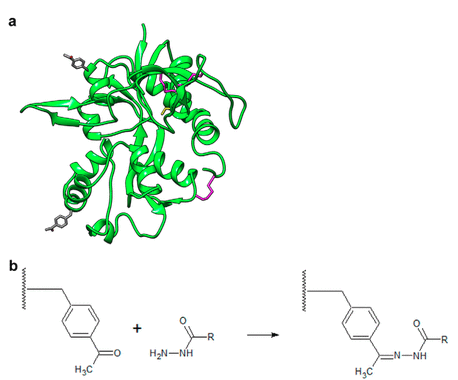 Structural Dynamics of the Glycine-binding Domain of the N-Methyl-D-Aspartate Receptor