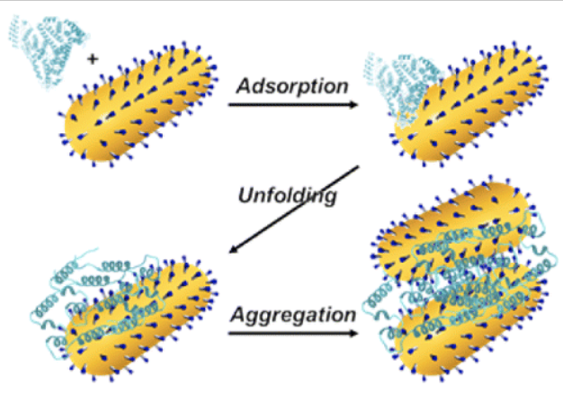 Adsorption and Unfolding of a Single Protein Triggers Nanoparticle Aggregation