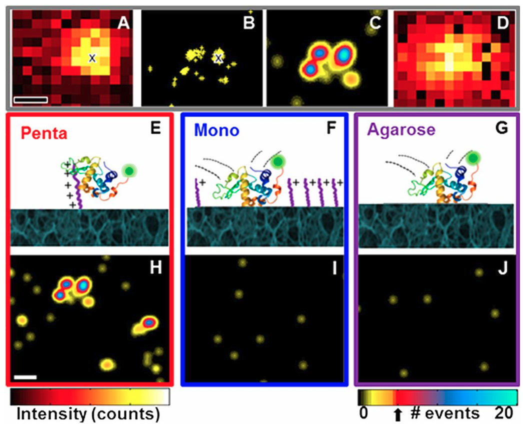 Unified superresolution experiments and stochastic theory provide mechanistic insight into protein ion-exchange adsorptive separations