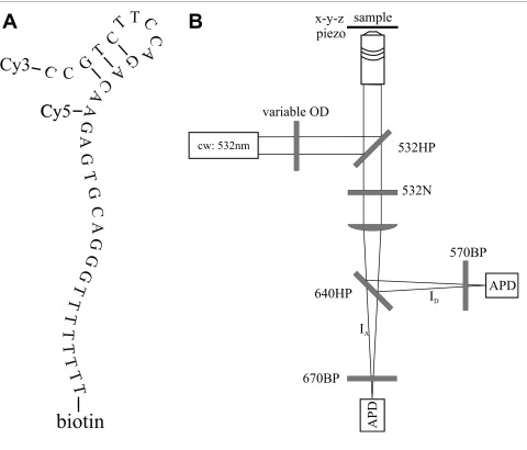 Dynamics of an anti-VEGF DNA aptamer: A single-molecule study
