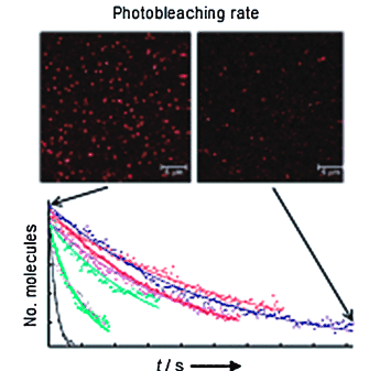 Photobleaching Lifetimes of Cyanine Fluorophores Used for Single‐Molecule Förster Resonance Energy Transfer in the Presence of Various Photoprotection Systems