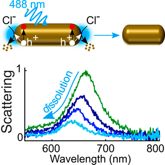d-Band Holes React at the Tips of Gold Nanorods