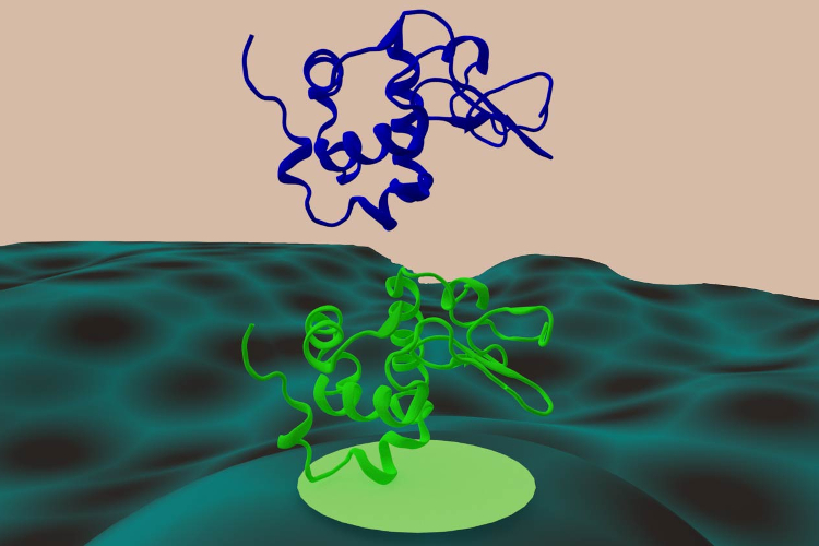 Protein Dynamics at Interfaces