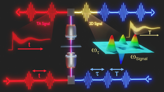 Progress and Prospects in Optical Ultrafast Microscopy in the Visible Spectral Region: Transient Absorption and Two Dimensional Microscopy 