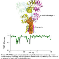 Stargazin Modulcation of AMPA Receptors