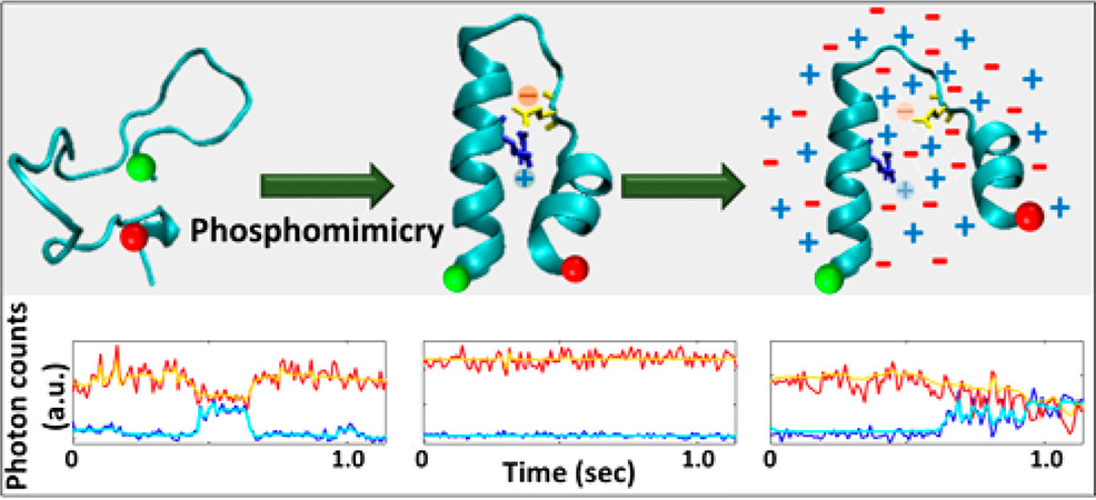 Phosphorylation Induces Conformational Rigidity at the C-Terminal Domain of AMPA Receptors