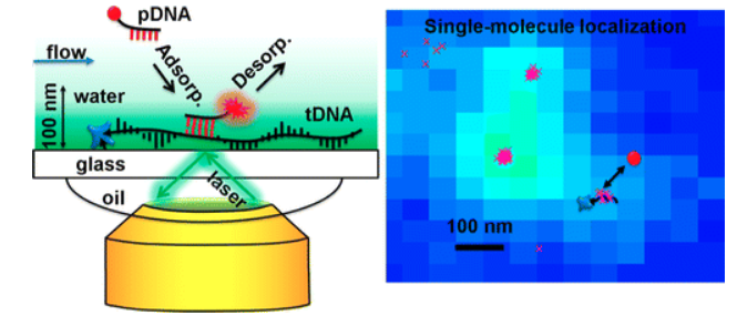 Super-Resolution mbPAINT for Optical Localization of Single-Stranded DNA