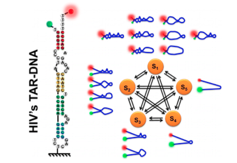 Single-Molecule FRET Studies of HIV TAR–DNA Hairpin Unfolding Dynamics