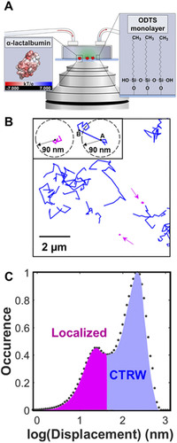 The competing influence of surface roughness, hydrophobicity, and electrostatics on protein dynamics on a self-assembled monolayer