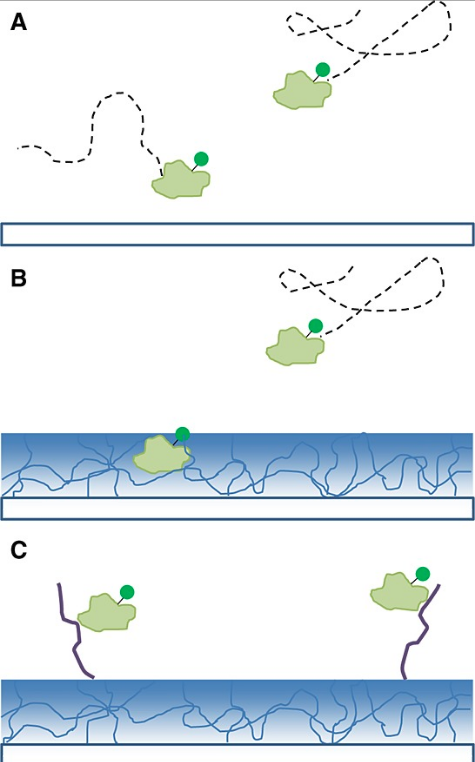 Fluorescence correlation spectroscopy study of protein transport and dynamic interactions with clustered‐charge peptide adsorbents