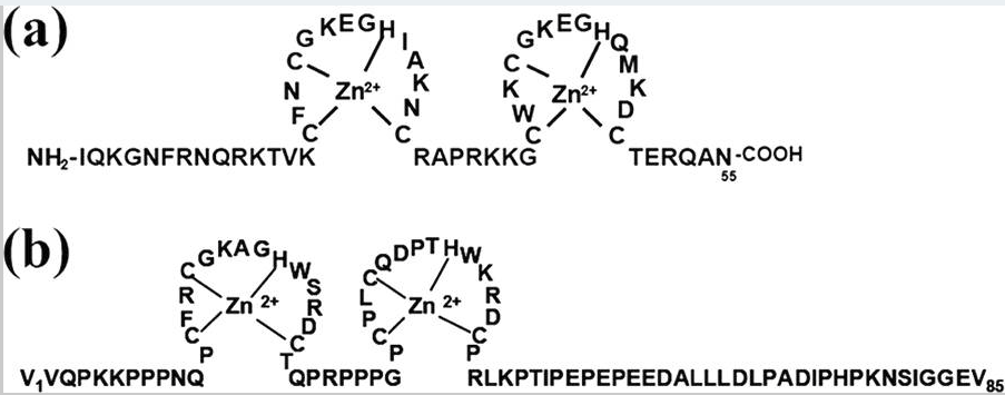 Human T-Cell Lymphotropic Virus Type 1 Nucleocapsid Protein-Induced Structural Changes in Transactivation Response DNA Hairpin Measured by Single-Molecule Fluorescence Resonance Energy Transfer