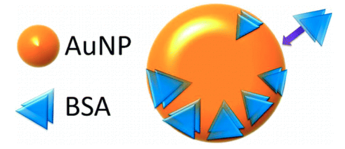 In Situ Measurement of Bovine Serum Albumin Interaction with Gold Nanospheres