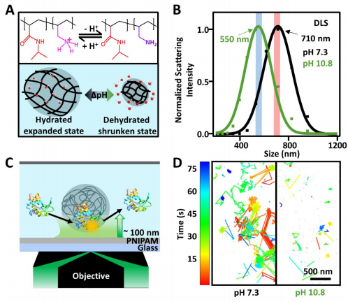 Imaging Switchable Protien Interactions With an Active Porous Polymer Support