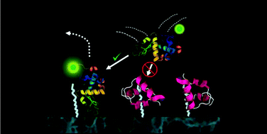 Competitive multicomponent anion exchange adsorption of proteins at the single molecule level