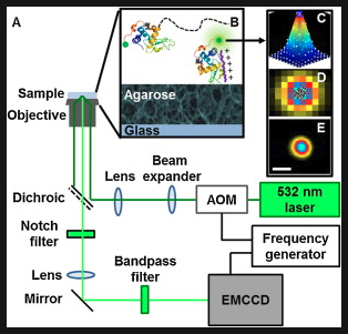 High ionic strength narrows the population of sites participating in protein ion-exchange adsorption: A single-molecule study