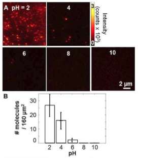 pH-dependence of single-protein adsorption and diffusion at a liquid chromatographic interface