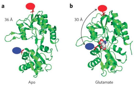Structural landscape of isolated agonist-binding domains from single AMPA receptors