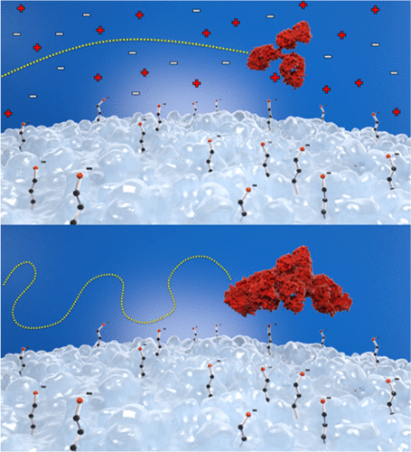 Single-Molecule Dynamics Reflect IgG Conformational Changes Associated with Ion-Exchange Chromatography