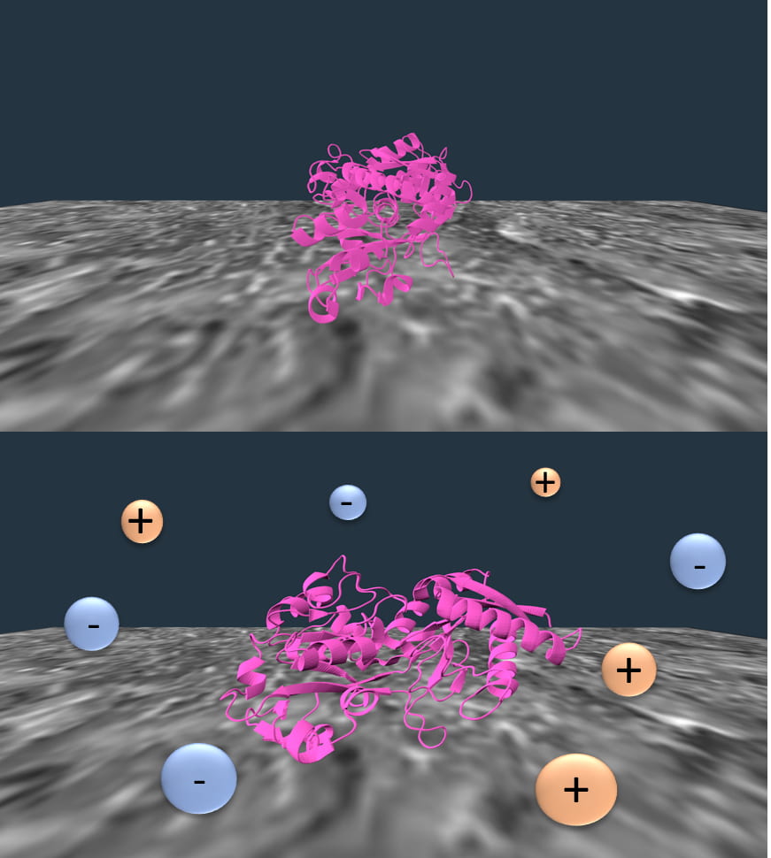 A mechanistic examination of salting out in protein-polymer membrane interactions