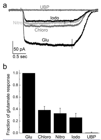 Role of Conformational Dynamics in α-Amino-3-hydroxy-5-methylisoxazole-4-propionic Acid (AMPA) Receptor Partial Agonism