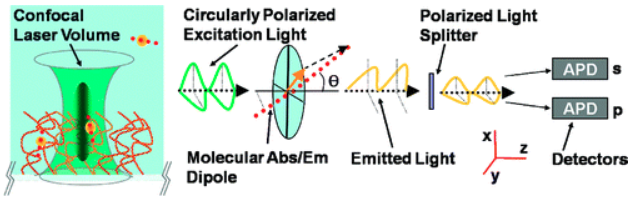 Single Molecule Spectroscopy Reveals Heterogeneous Transport Mechanisms for Molecular Ions in a Polyelectrolyte Polymer Brush
