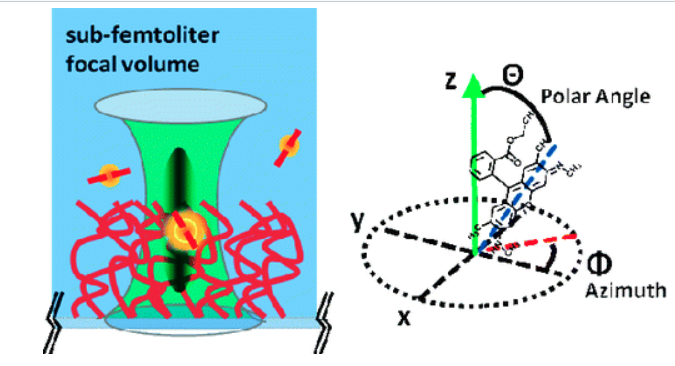 Transient Three-Dimensional Orientation of Molecular Ions in an Ordered Polyelectrolyte Membrane