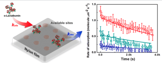 Single-Molecule Kinetics of Protein Adsorption on Thin Nylon-6,6 Films