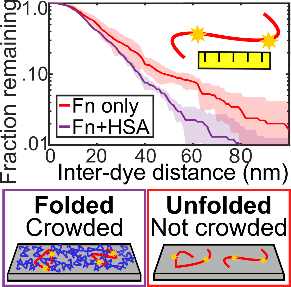 Nanoscale Surface-induced Unfolding of Single Fibronectin is Restricted by Serum Albumin Crowding