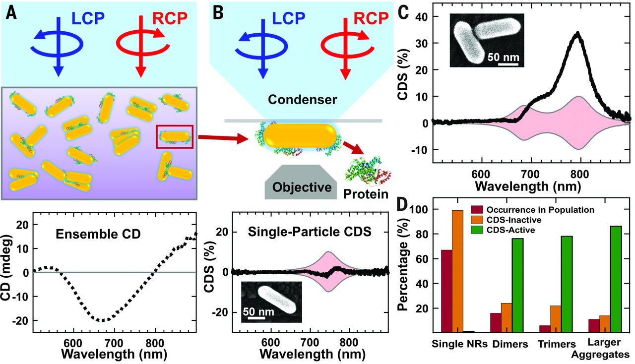 Unraveling the origin of chirality from plasmonic nanoparticle-protein complexes